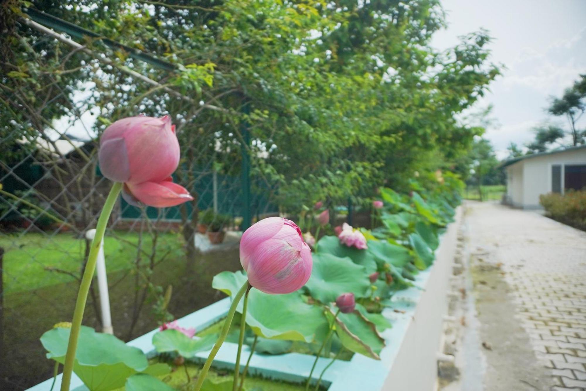 Sukoon Retreat&Spa Dakpathar Villa Chuharpur Bagian luar foto