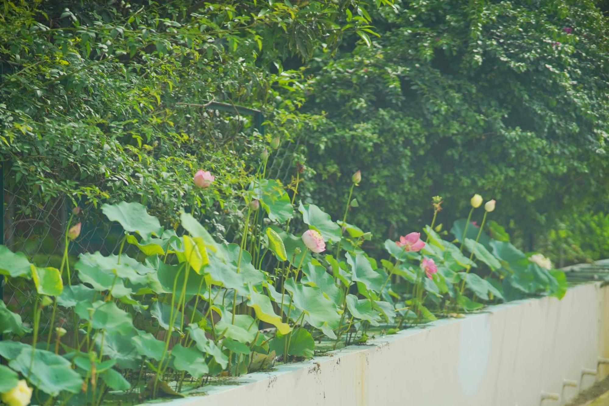Sukoon Retreat&Spa Dakpathar Villa Chuharpur Bagian luar foto